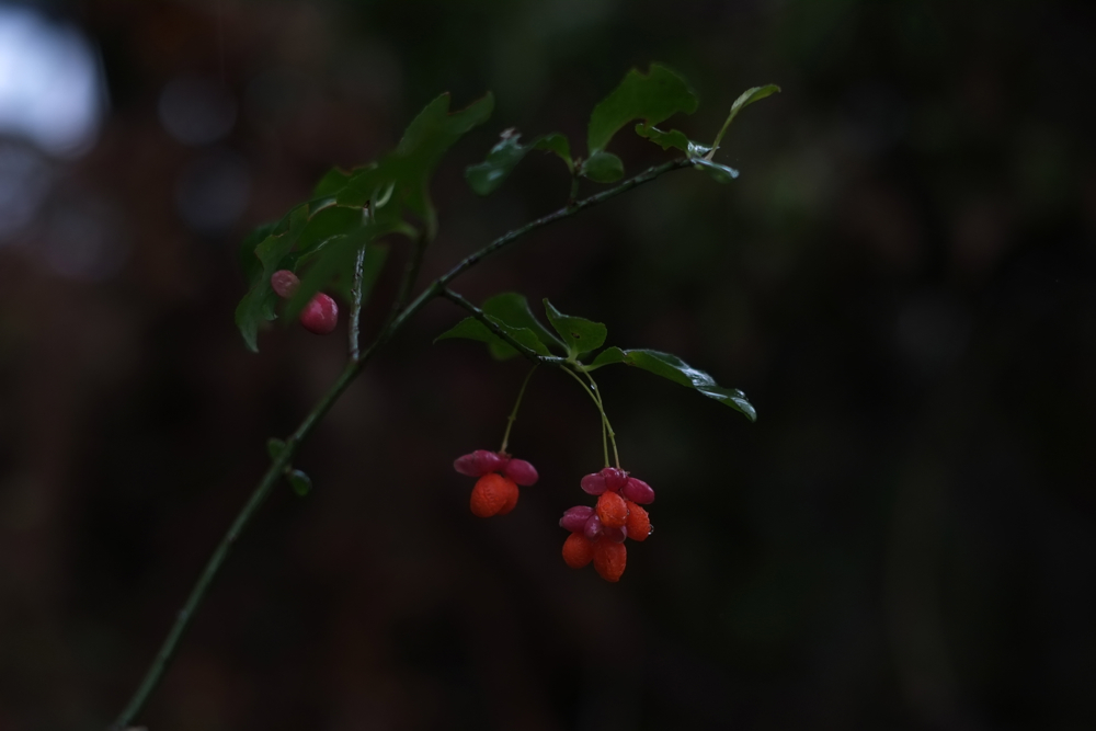 f:id:elmikamino:20130930134504j:image:w500