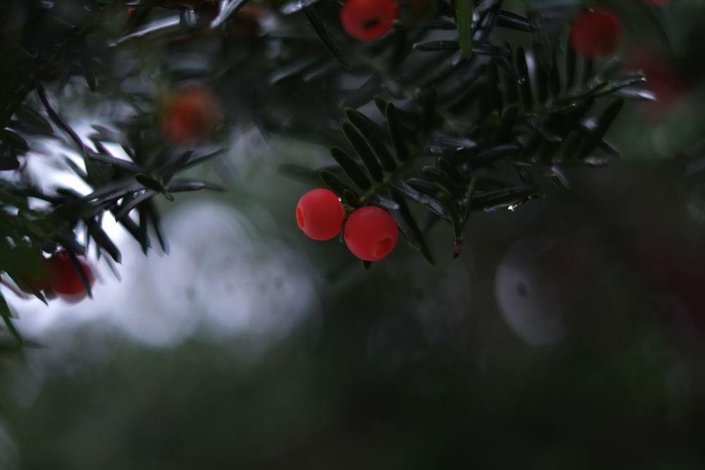 f:id:elmikamino:20130930134713j:image:w500