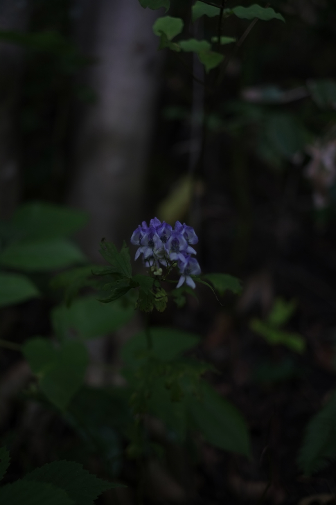 f:id:elmikamino:20131003103524j:image:h500