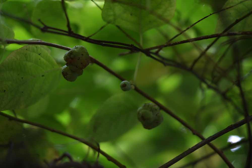 f:id:elmikamino:20131003103743j:image:w500