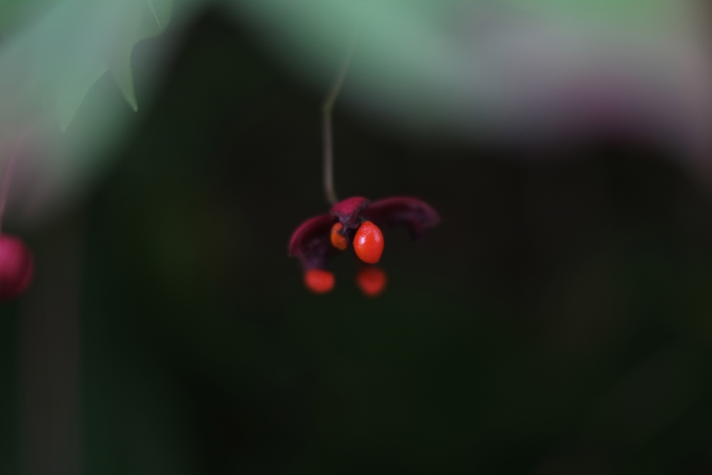 f:id:elmikamino:20131003103844j:image:w500