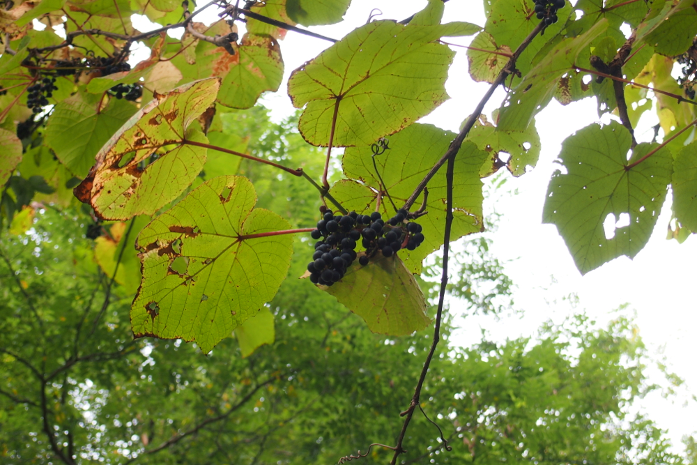 f:id:elmikamino:20131008143754j:image:w500