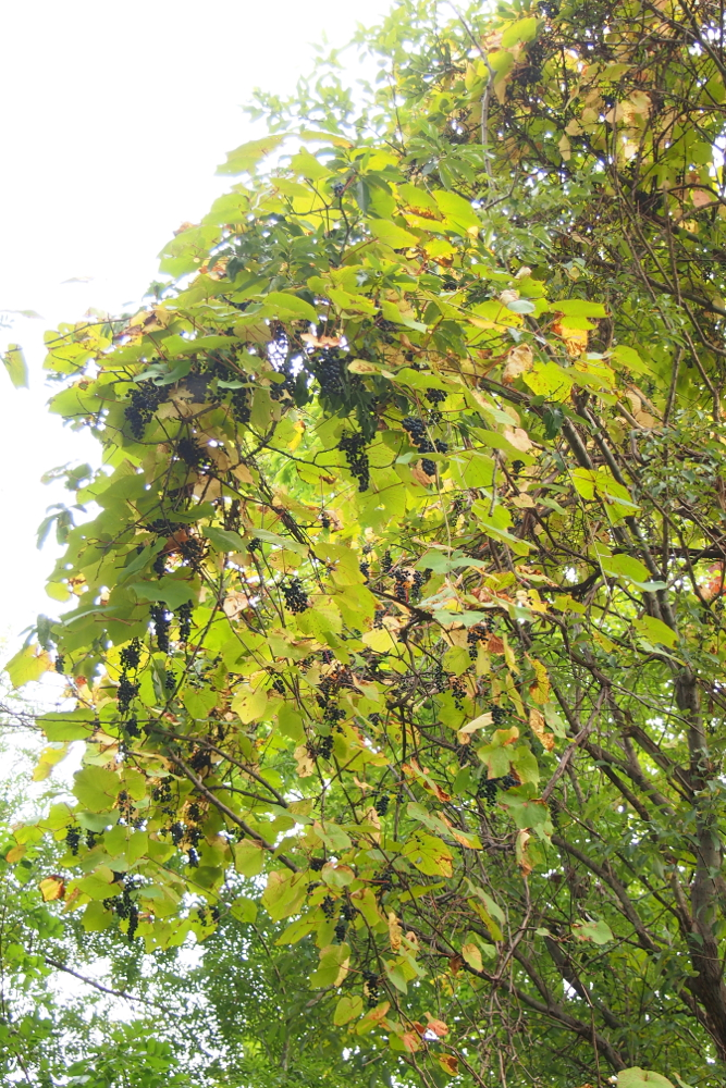 f:id:elmikamino:20131008143820j:image:h500