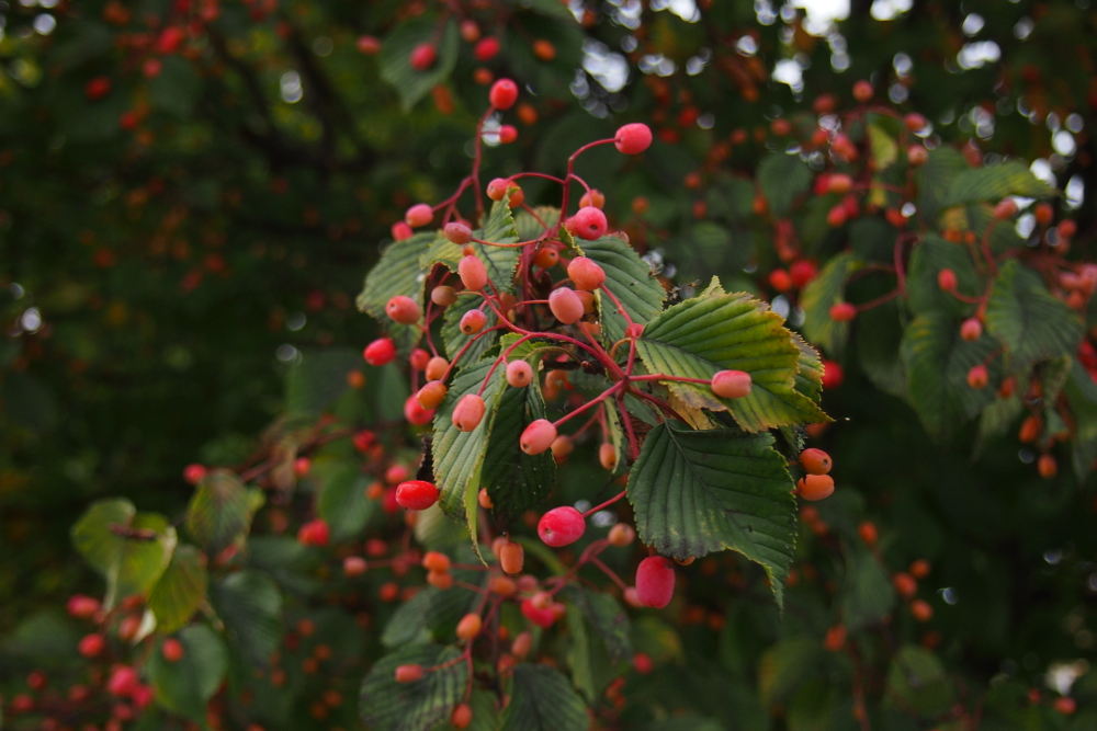 f:id:elmikamino:20131008144055j:image:w500