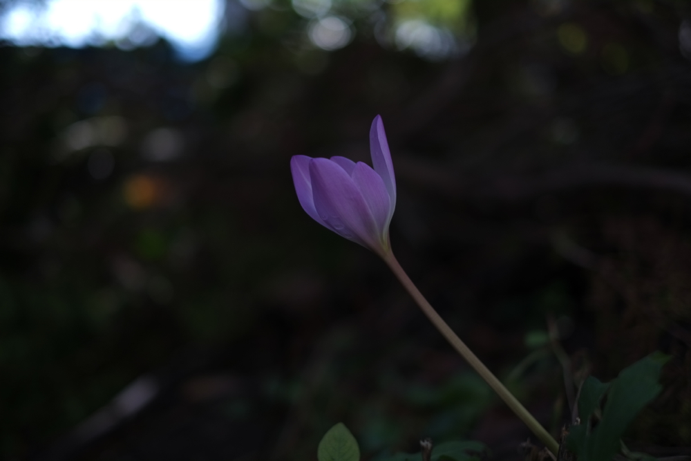 f:id:elmikamino:20131018092223j:image:w500