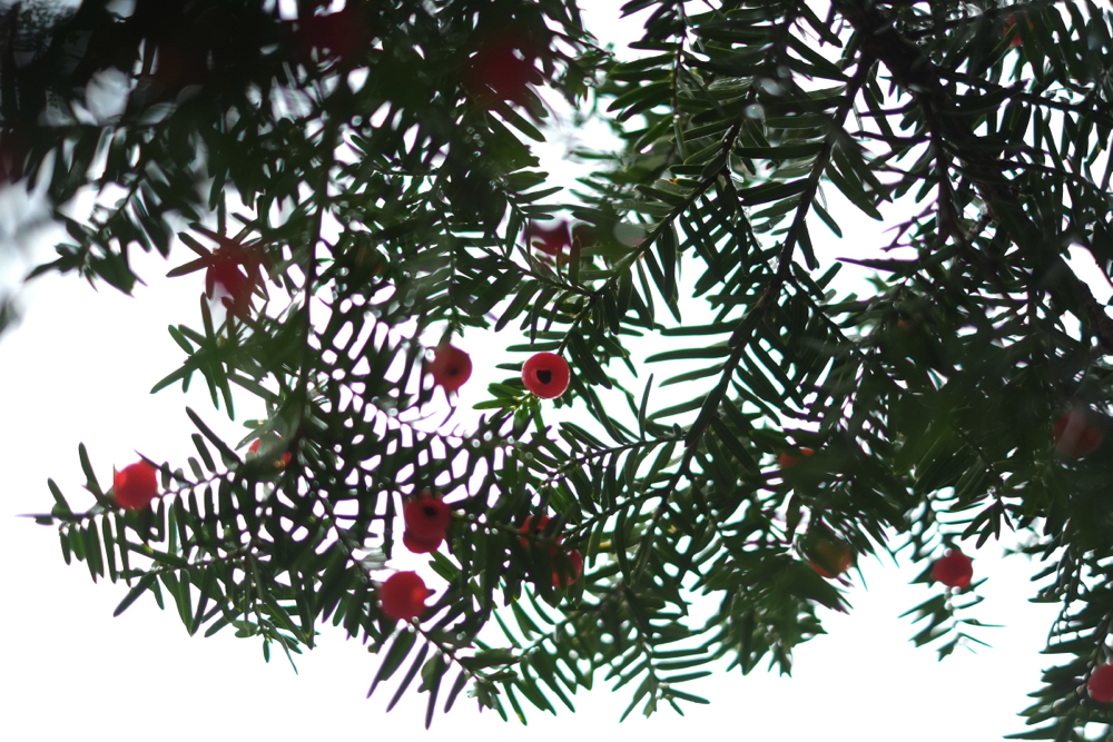 f:id:elmikamino:20131025094750j:image:w500