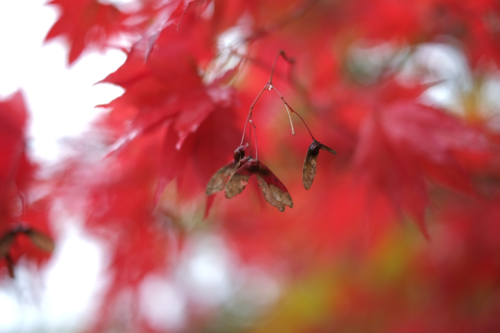f:id:elmikamino:20131025095202j:image:w500