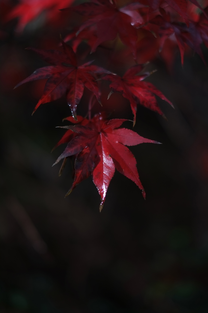 f:id:elmikamino:20131028084354j:image:h500