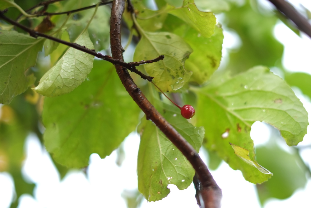 f:id:elmikamino:20131028084444j:image:w500