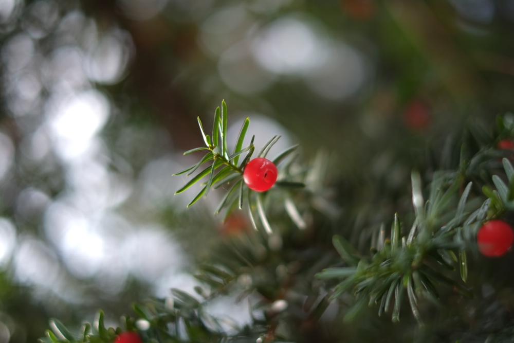 f:id:elmikamino:20131028084746j:image:w500