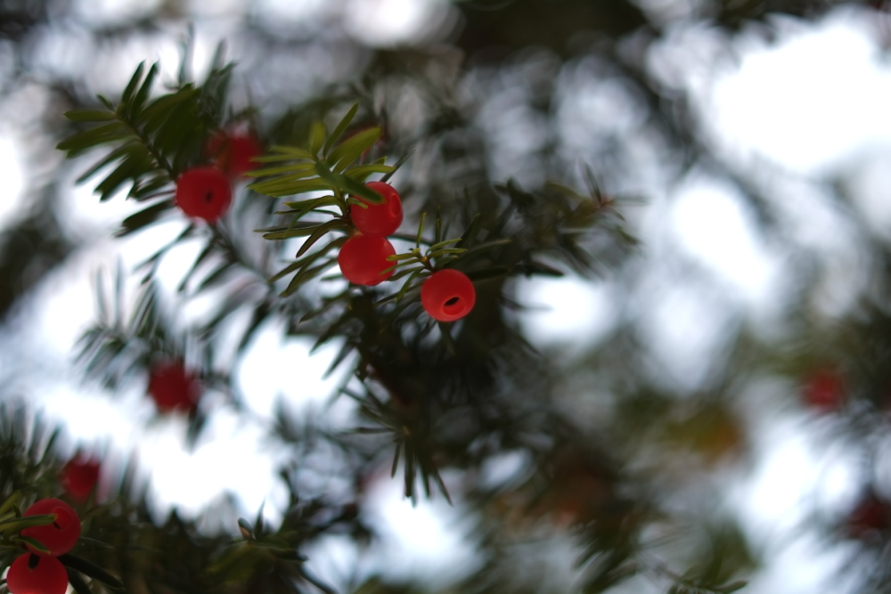 f:id:elmikamino:20131031103912j:image:w500