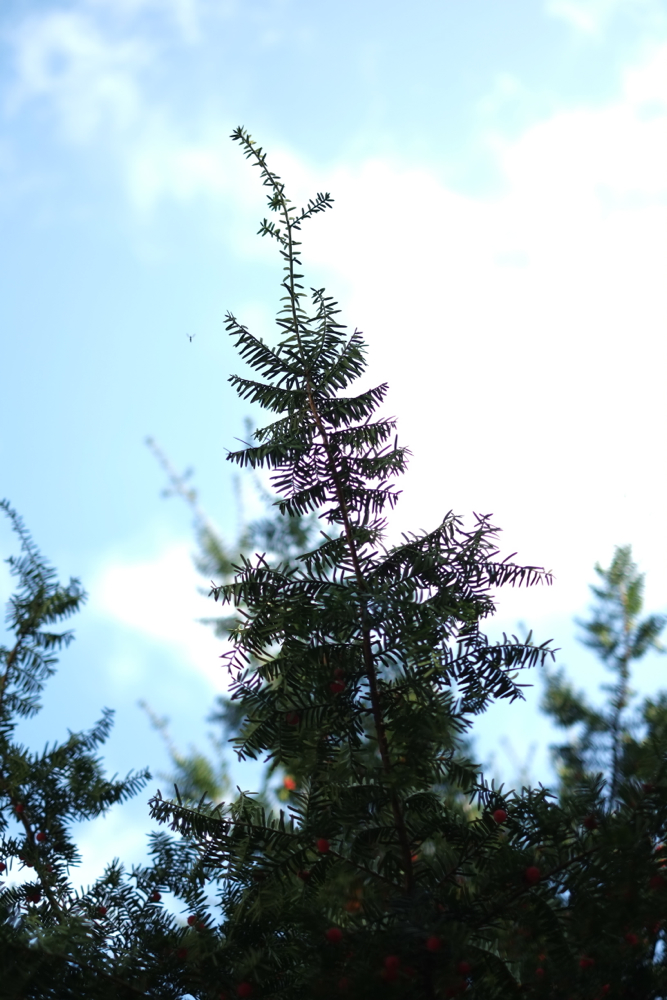 f:id:elmikamino:20131031104117j:image:h500