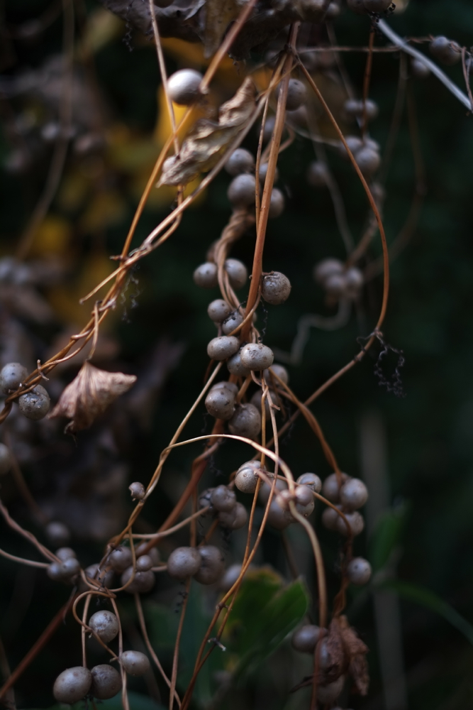 f:id:elmikamino:20131031104227j:image:h500