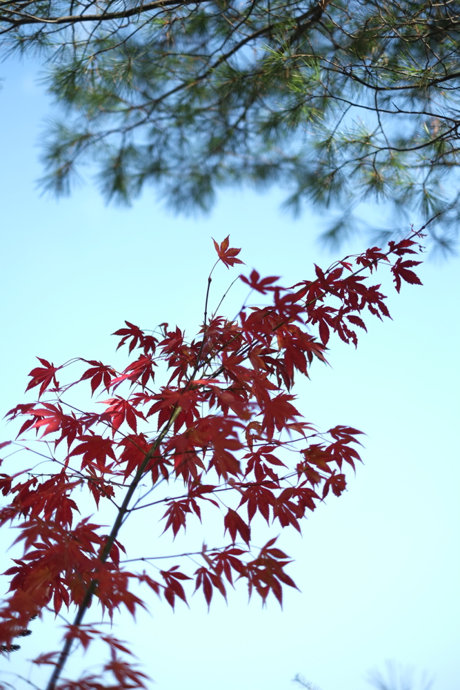 f:id:elmikamino:20131031104747j:image:h500