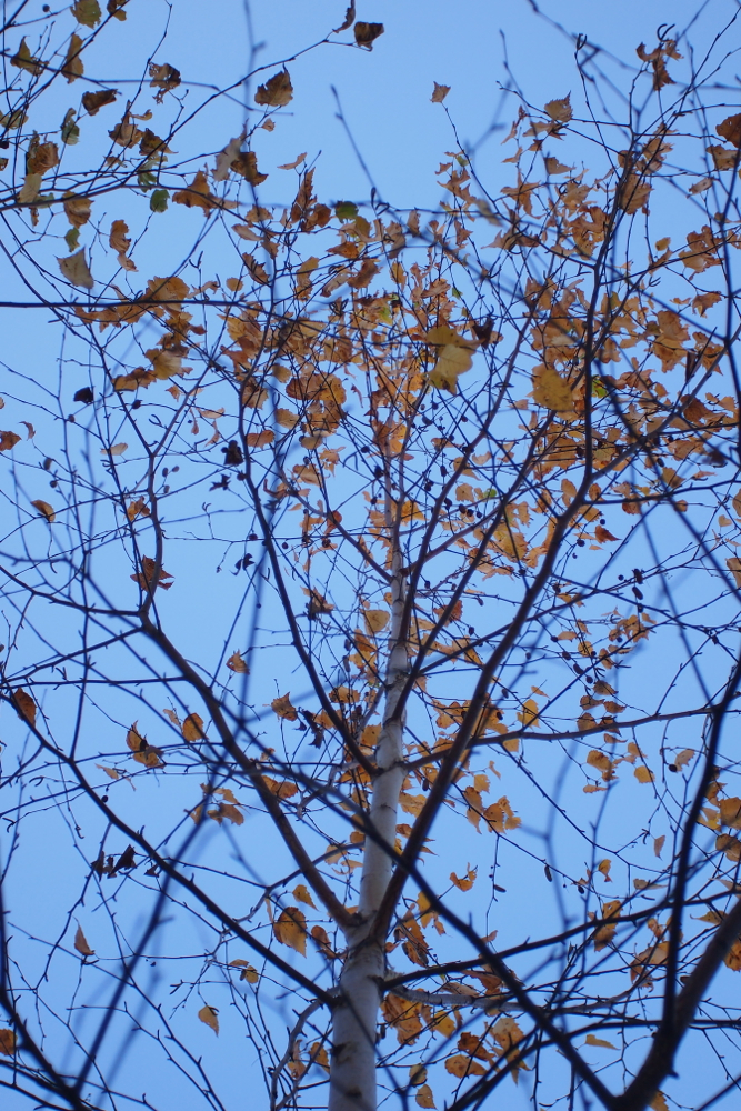 f:id:elmikamino:20131031130529j:image:h500