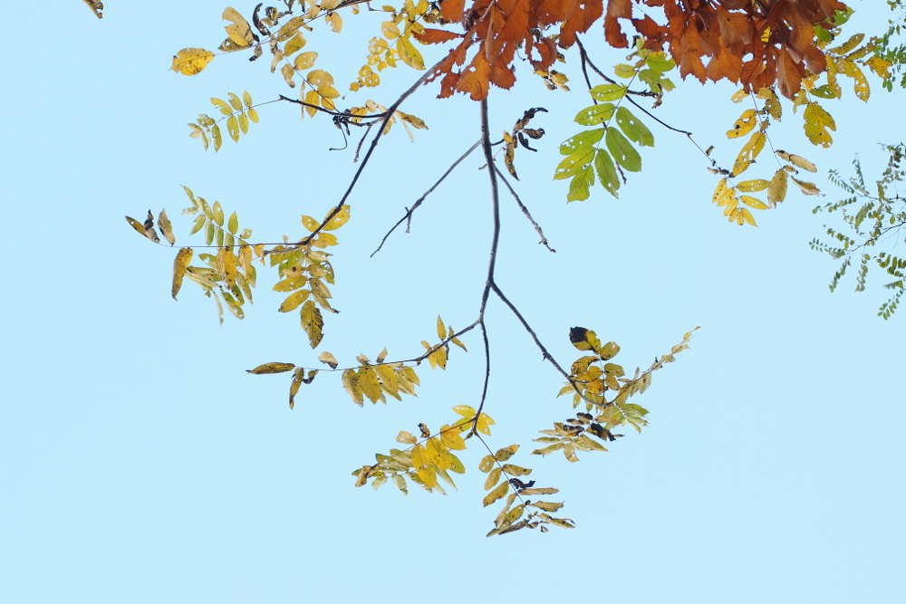 f:id:elmikamino:20131031134819j:image:w500