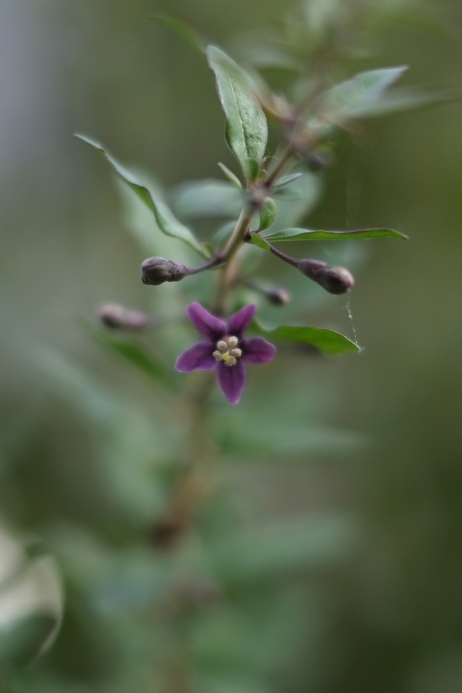 f:id:elmikamino:20131102094529j:image:h500