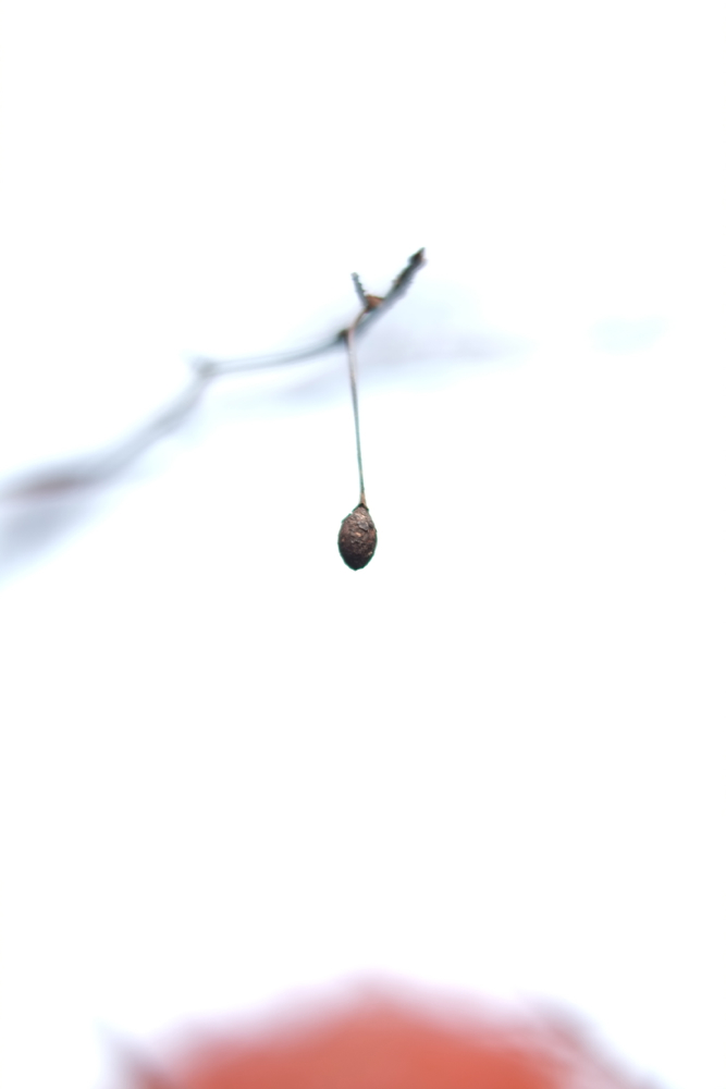 f:id:elmikamino:20131102094938j:image:h500