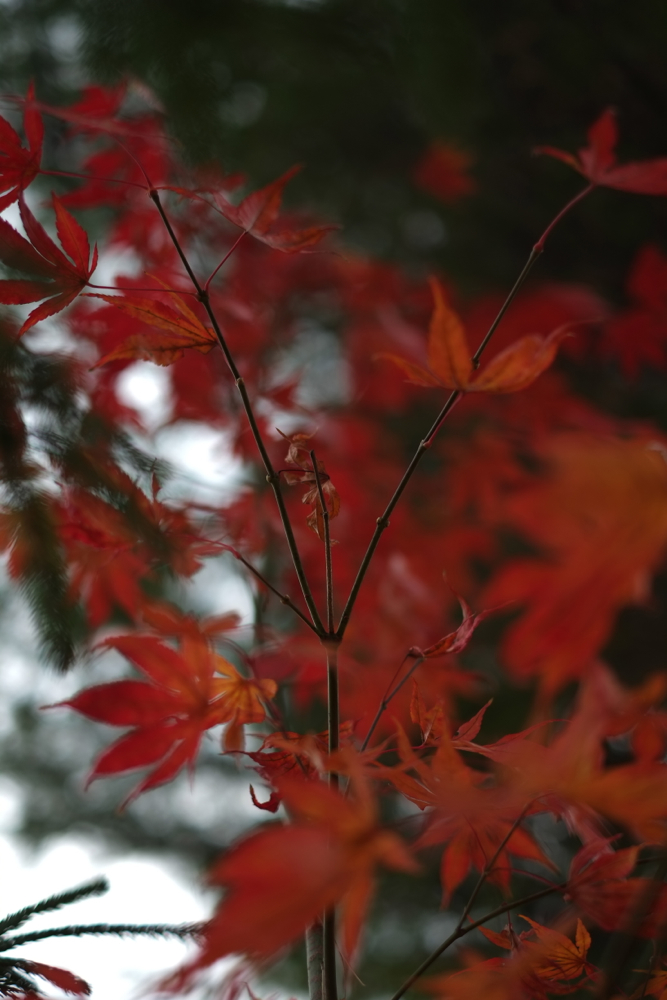f:id:elmikamino:20131103104230j:image:h500