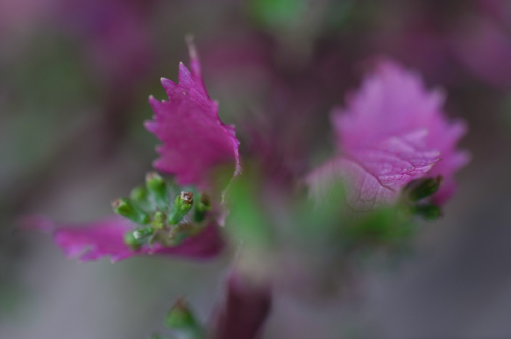 f:id:elmikamino:20131103144140j:image:w500