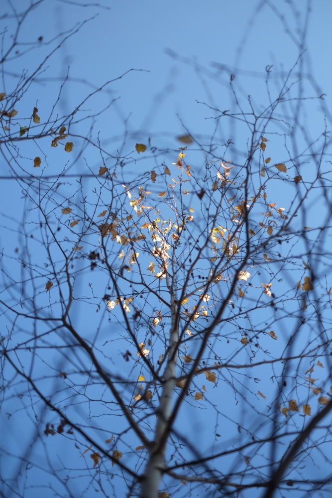 f:id:elmikamino:20131105091747j:image:h500