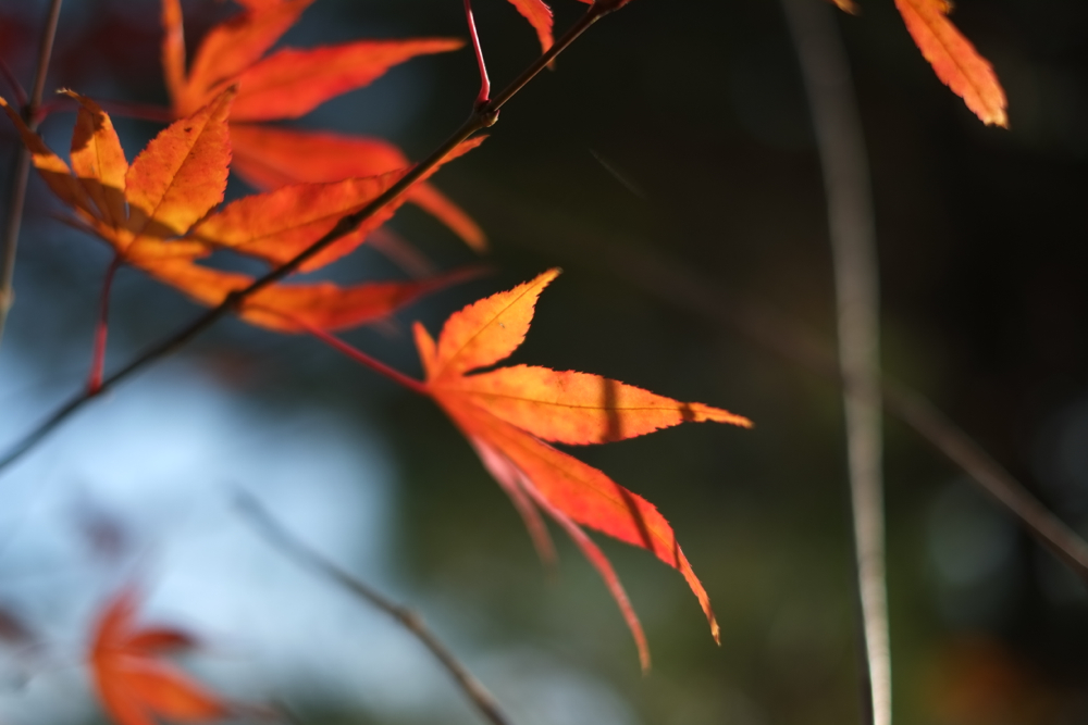 f:id:elmikamino:20131105091908j:image:w500