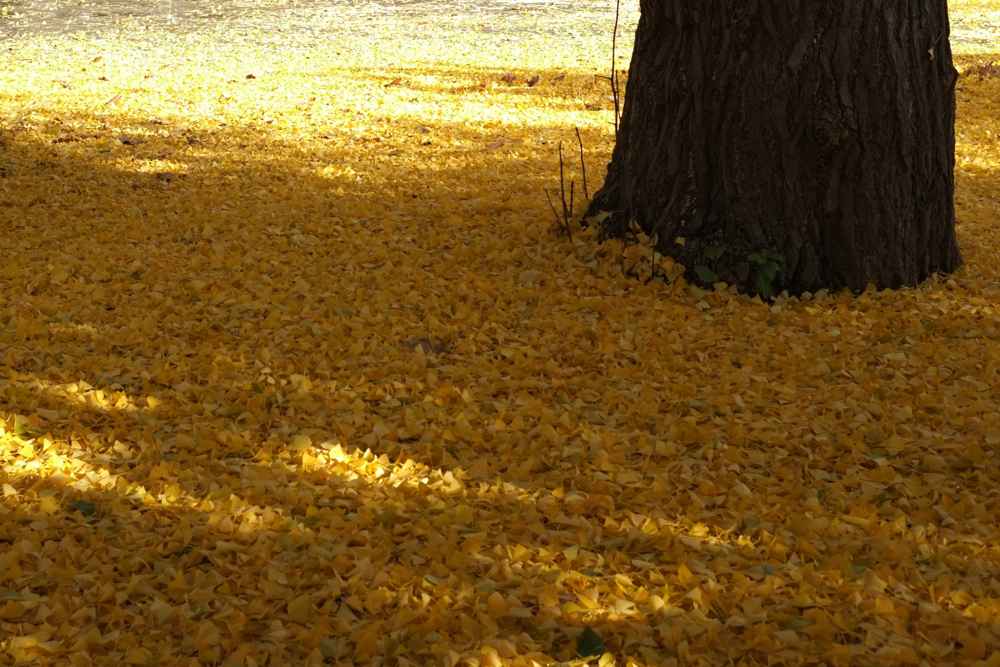 f:id:elmikamino:20131112131537j:image:w500
