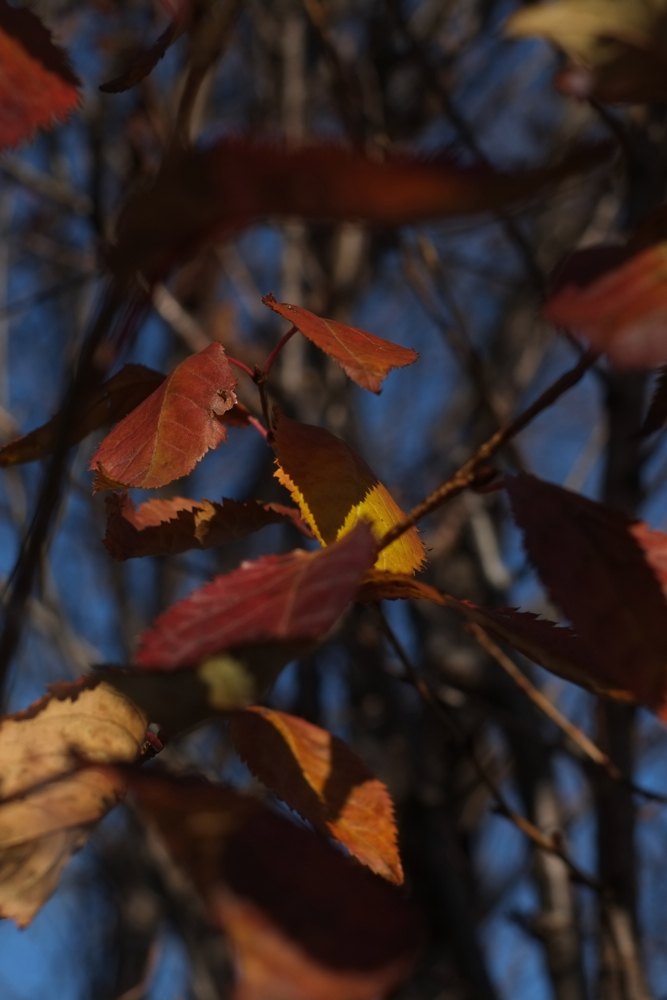 f:id:elmikamino:20131117084603j:image:h500