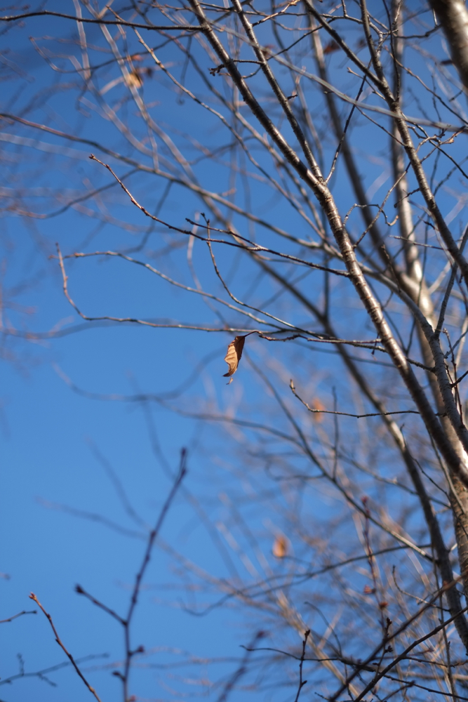 f:id:elmikamino:20131121085234j:image:h500