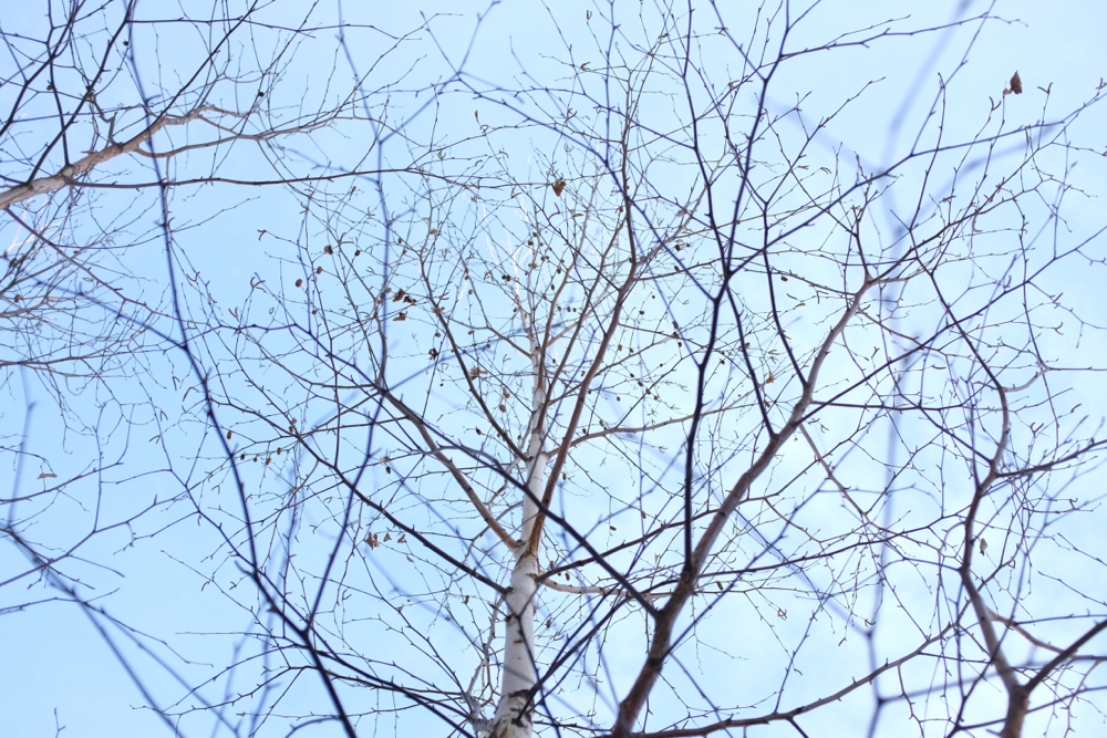 f:id:elmikamino:20131121091138j:image:w500