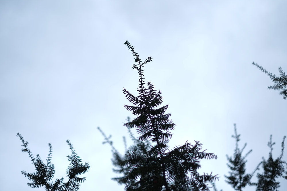 f:id:elmikamino:20131122083816j:image:w500
