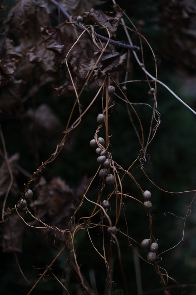 f:id:elmikamino:20131122083903j:image:h500