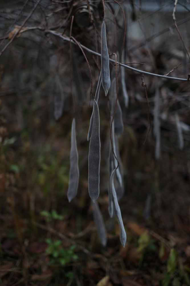 f:id:elmikamino:20131122083942j:image:h500