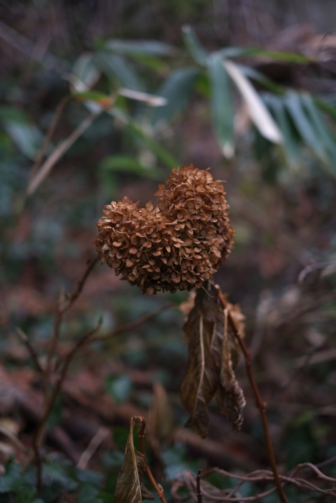 f:id:elmikamino:20131122084038j:image:h500