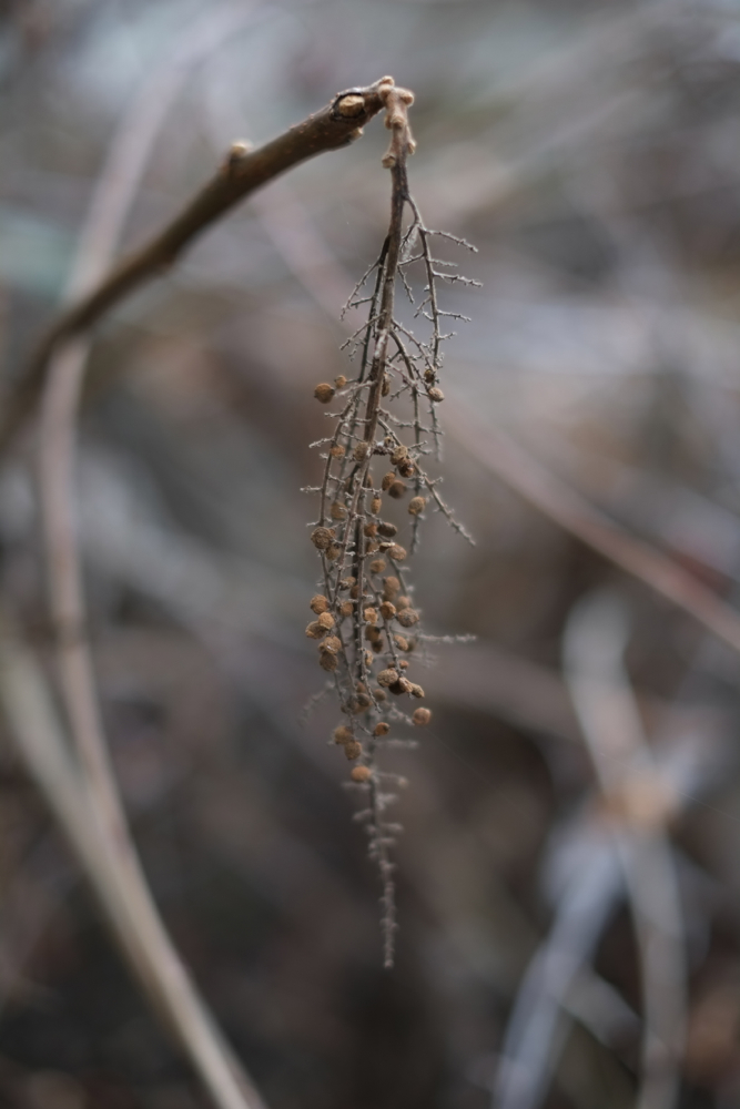 f:id:elmikamino:20131122084119j:image:h500