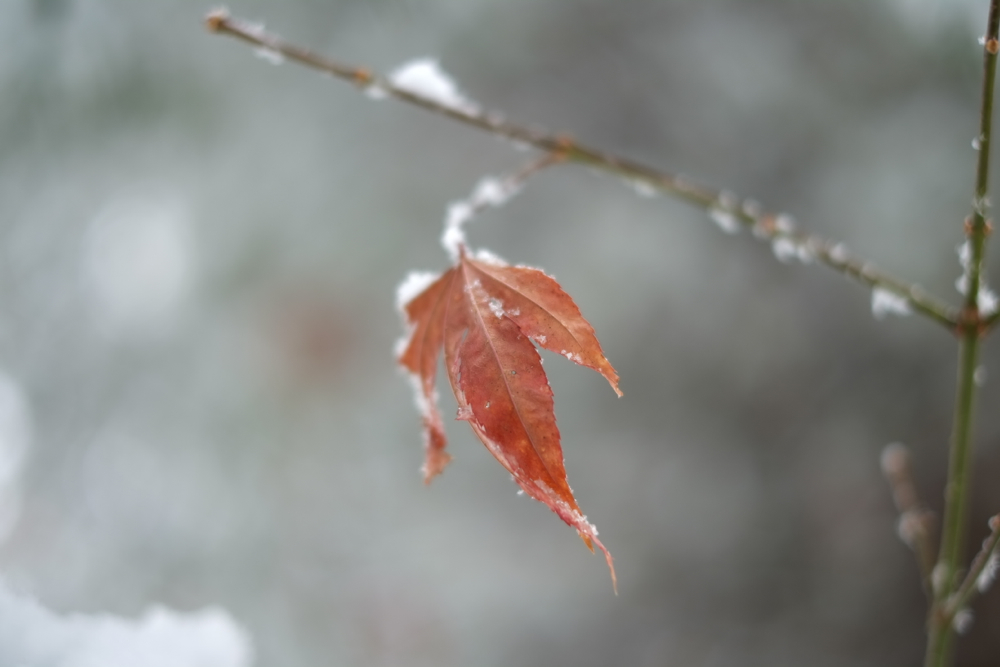 f:id:elmikamino:20131128093131j:image:w500 f:id:elmikamino:20131128093131j:image:w500