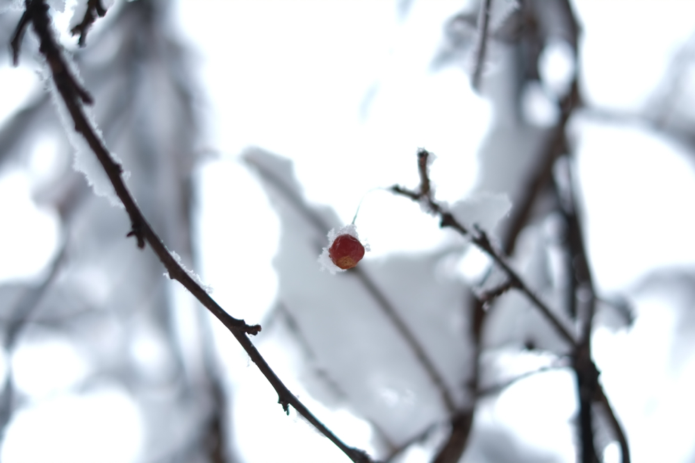 f:id:elmikamino:20131128093411j:image:w500 f:id:elmikamino:20131128093411j:image:w500