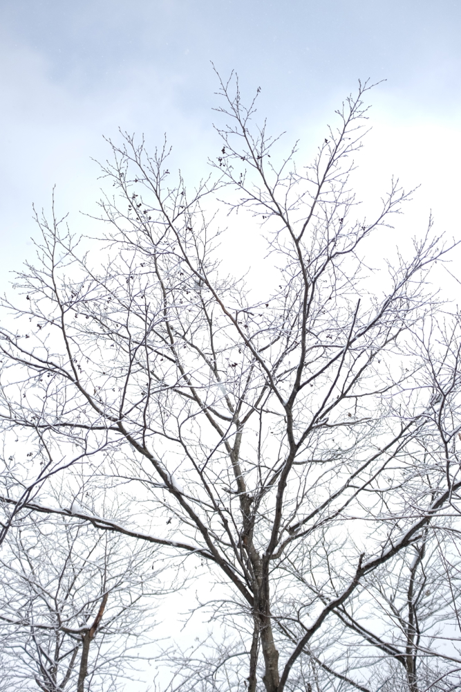 f:id:elmikamino:20131201101056j:image:h500
