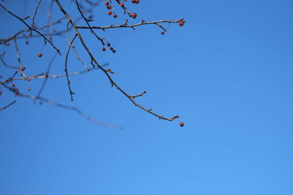 f:id:elmikamino:20131208093424j:image:w500 f:id:elmikamino:20131208093424j:image:w500