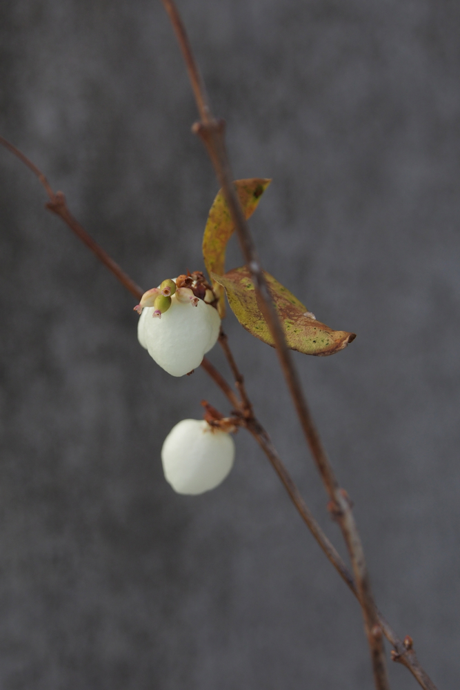 f:id:elmikamino:20131208102820j:image:h500