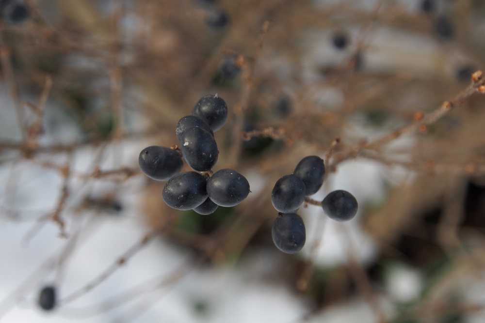 f:id:elmikamino:20131208103356j:image:w500