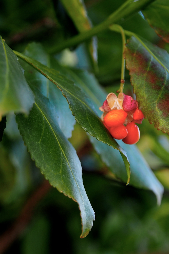 f:id:elmikamino:20131208110706j:image:h500