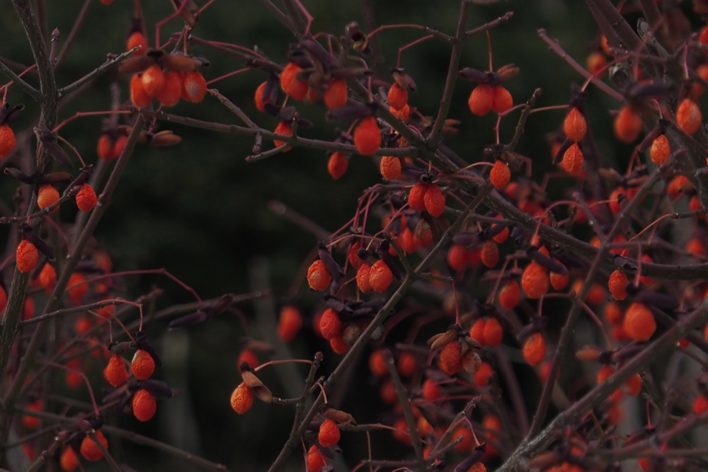 f:id:elmikamino:20131208111914j:image:w500