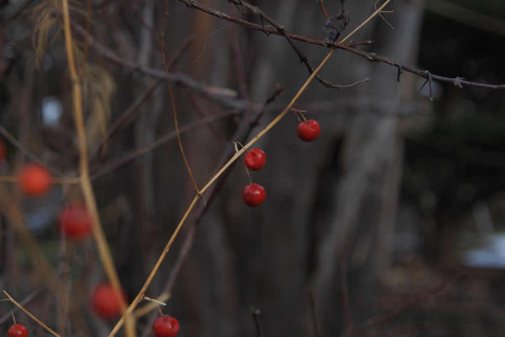 f:id:elmikamino:20131208112225j:image:w500