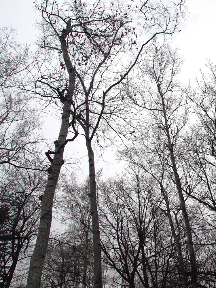 f:id:elmikamino:20131210120746j:image:h500