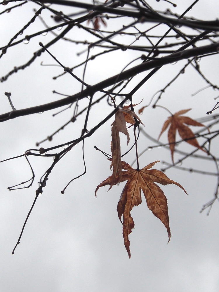f:id:elmikamino:20131210121109j:image:h500