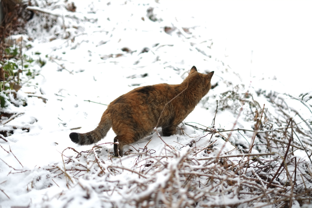 f:id:elmikamino:20131213084137j:image:w500