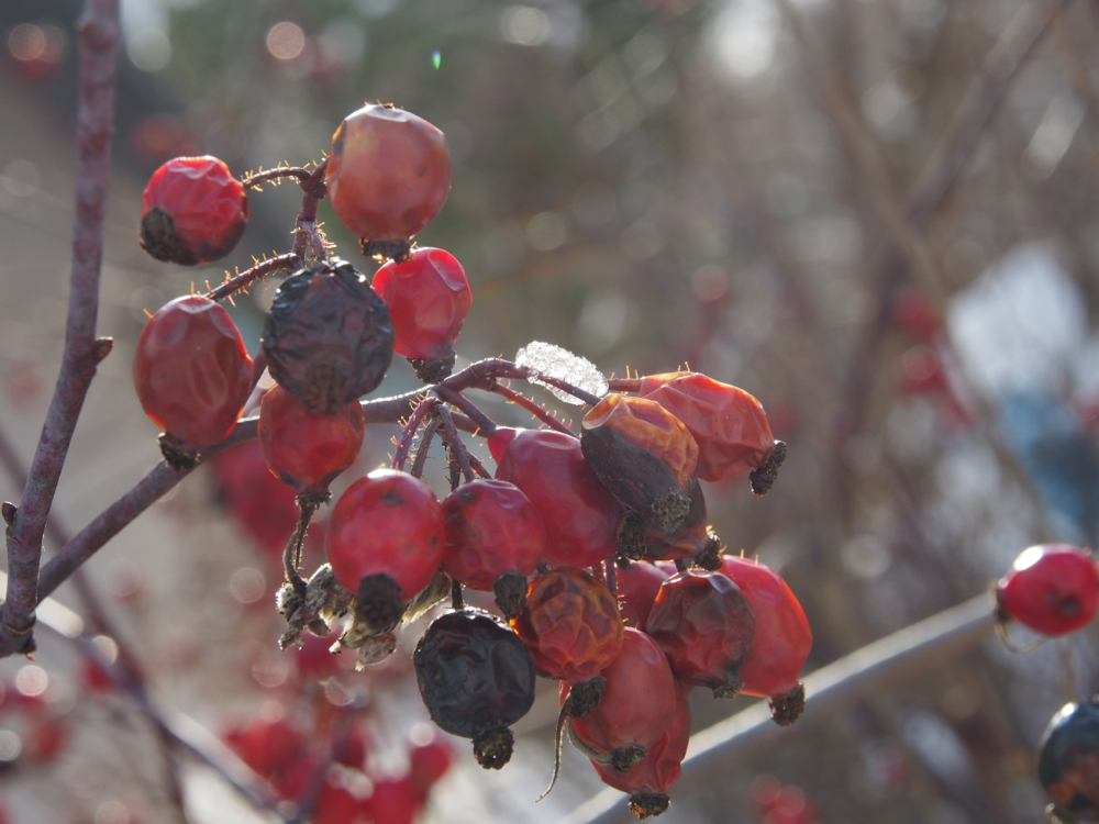 f:id:elmikamino:20131226103608j:image:w500