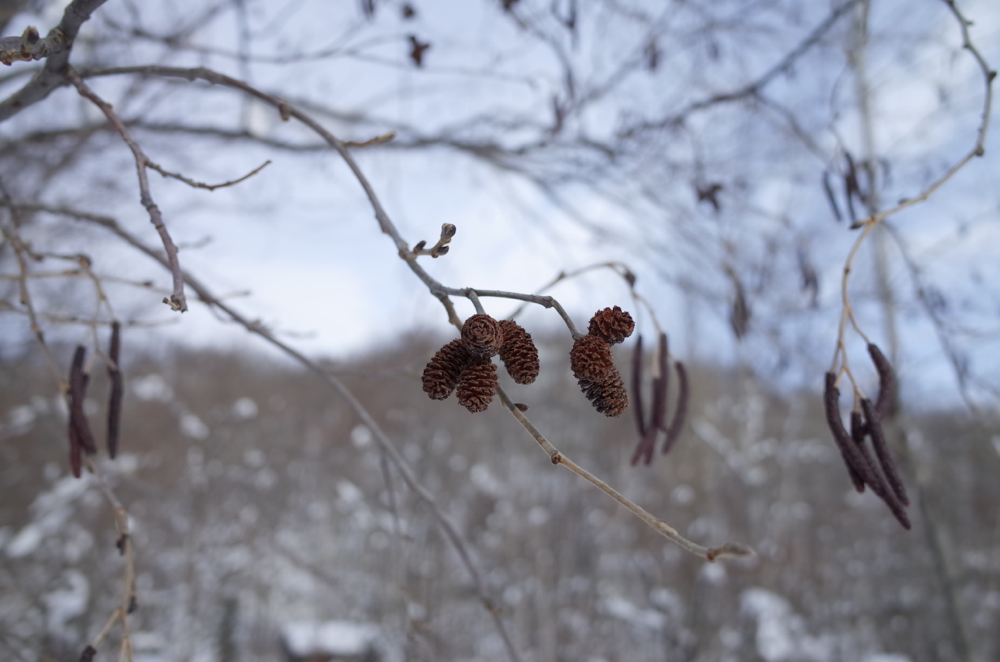 f:id:elmikamino:20140109112102j:image:w500