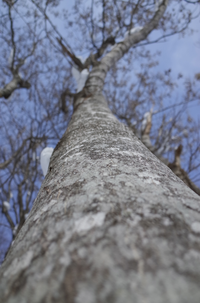 f:id:elmikamino:20140109113242j:image:h500